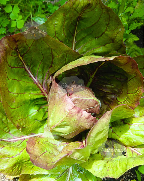 Semillas de Radicchio - Semillas Agroecológicas