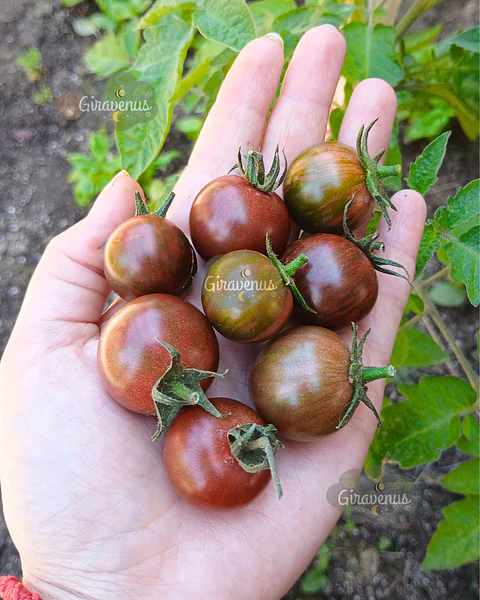 Semillas de Tomate Cherry Black Zebra - Semillas Agroecológicas