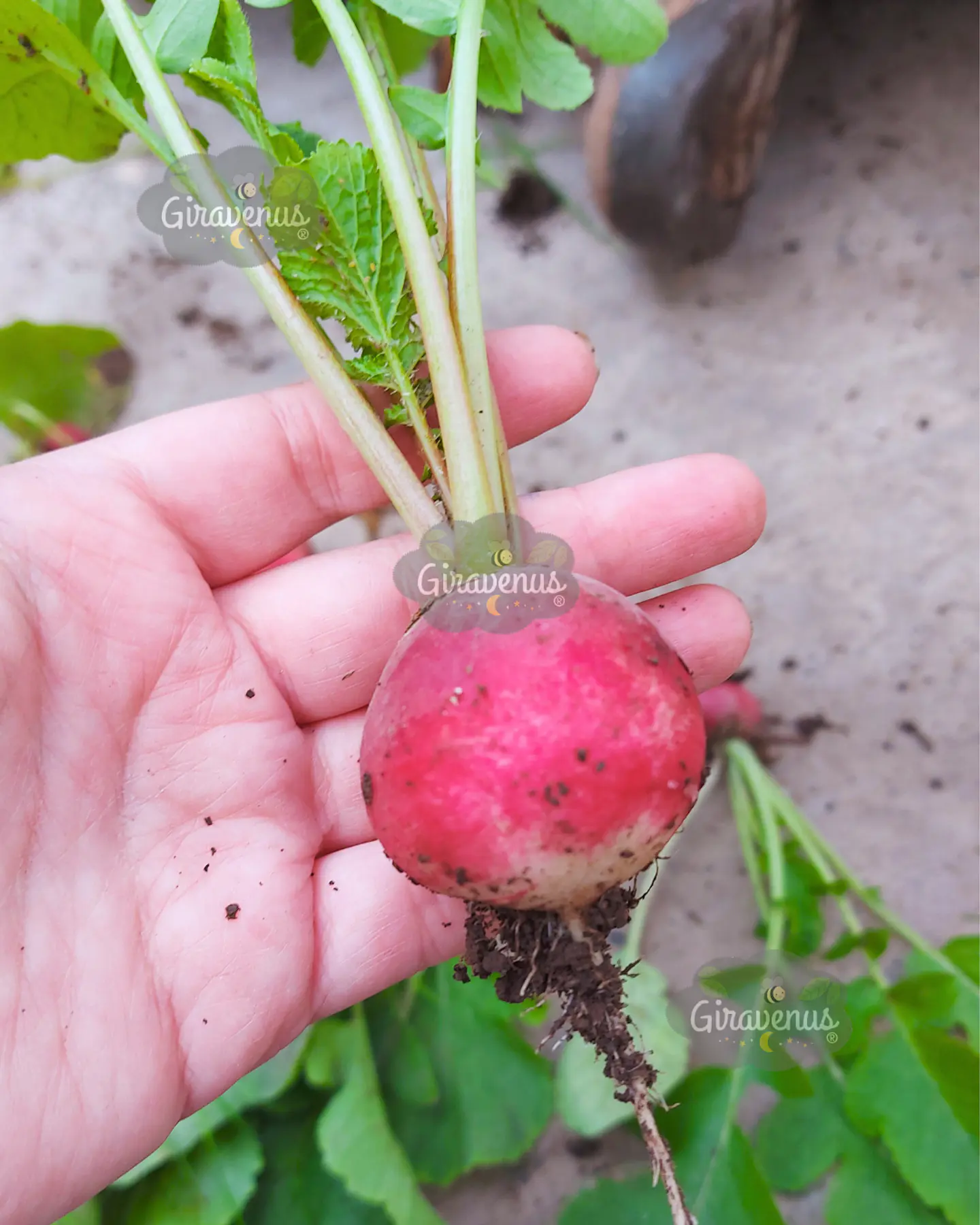 Semillas de Rabanito Sparkler - Semillas Agroecológicas 1