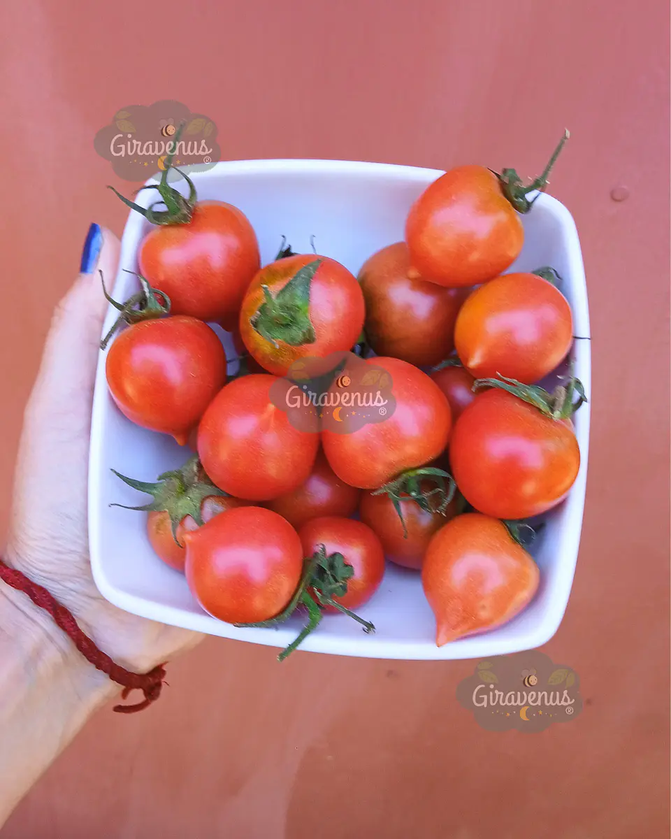 Semillas de Tomate Ramallet / Tomate de Guarda - Semillas Agroecológicas 2