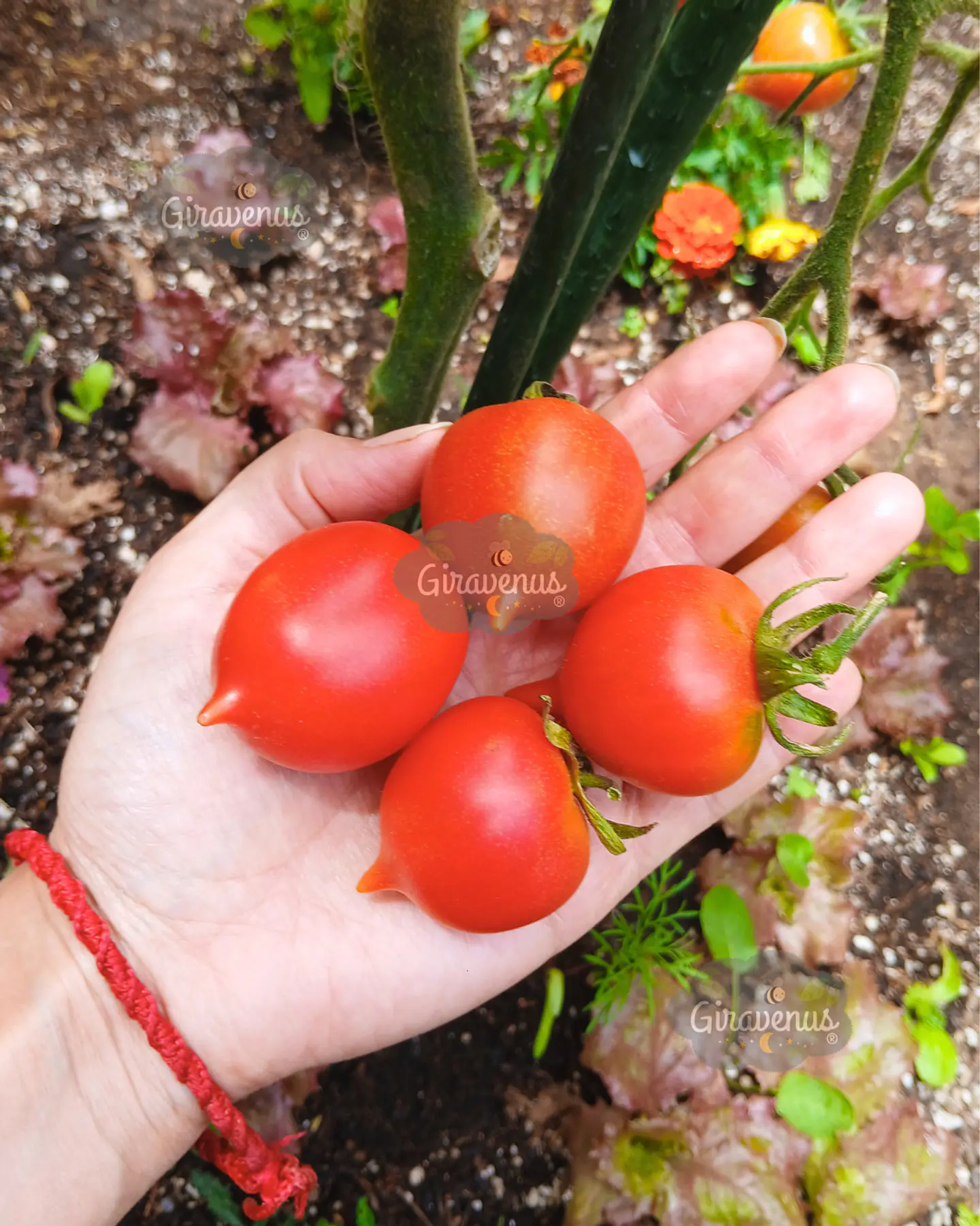 Semillas de Tomate Ramallet / Tomate de Guarda - Semillas Agroecológicas 1