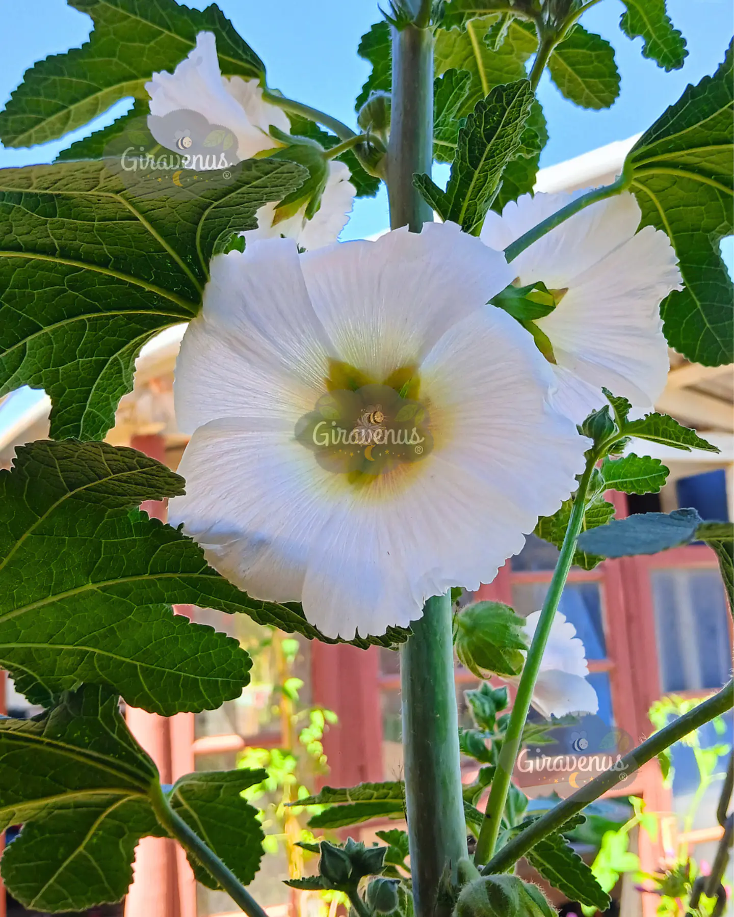 Semillas de Malva Colores Variados - Semillas Agroecológicas 1