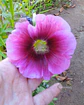 Semillas de Malva Colores Variados - Semillas Agroecológicas - Miniatura 2