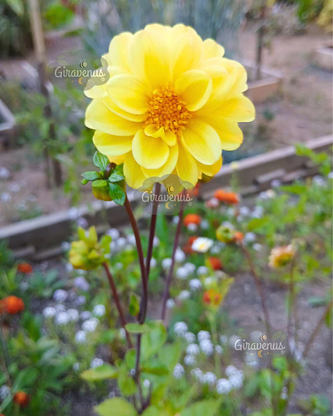 Semillas de Dalia Mignom - Semillas agroecológicas