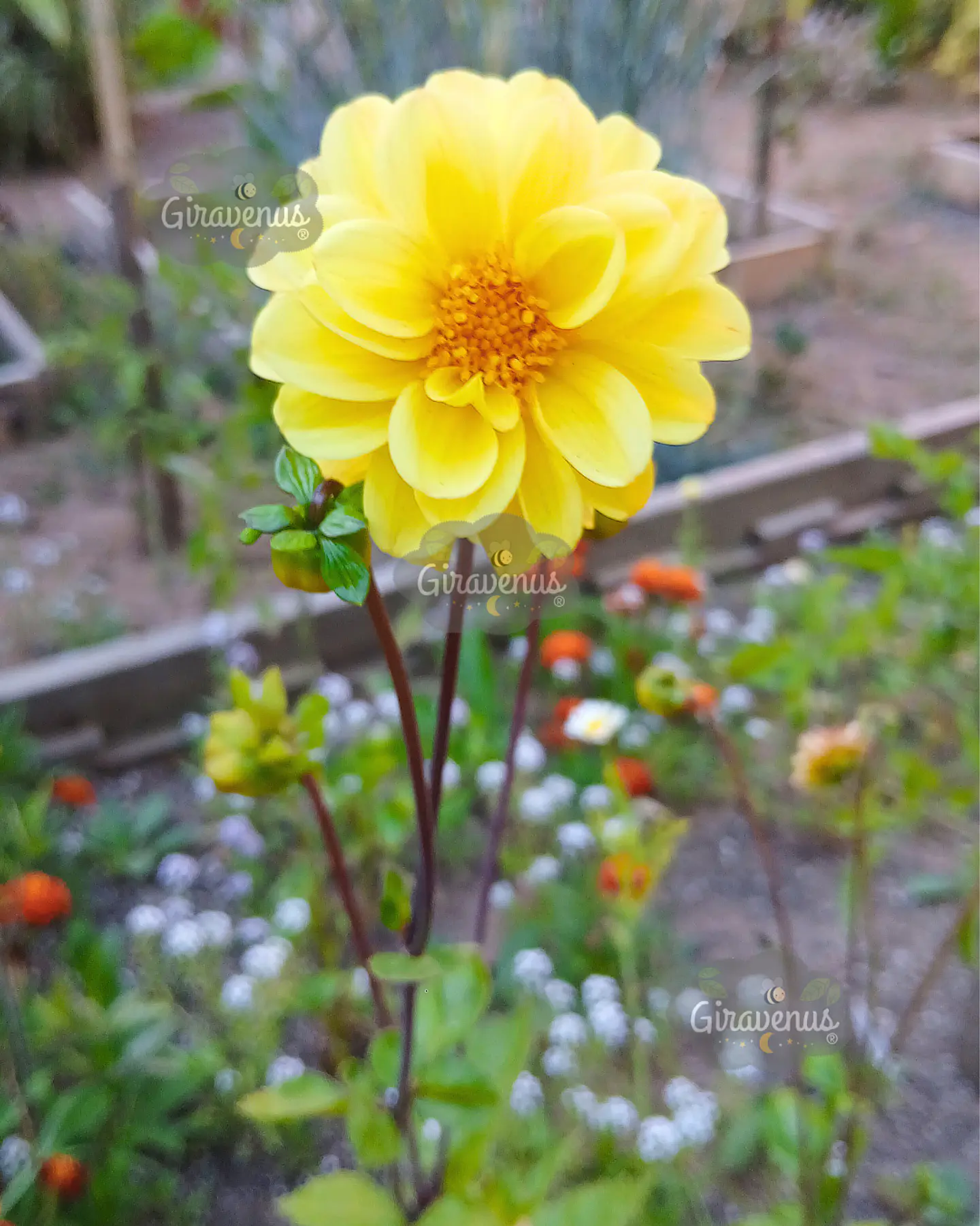 Semillas de Dalia Mignom - Semillas agroecológicas 1