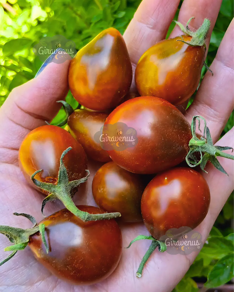 Semillas de Tomate Cherry Gotas de Chocolate - Semillas Agroecológicas 1