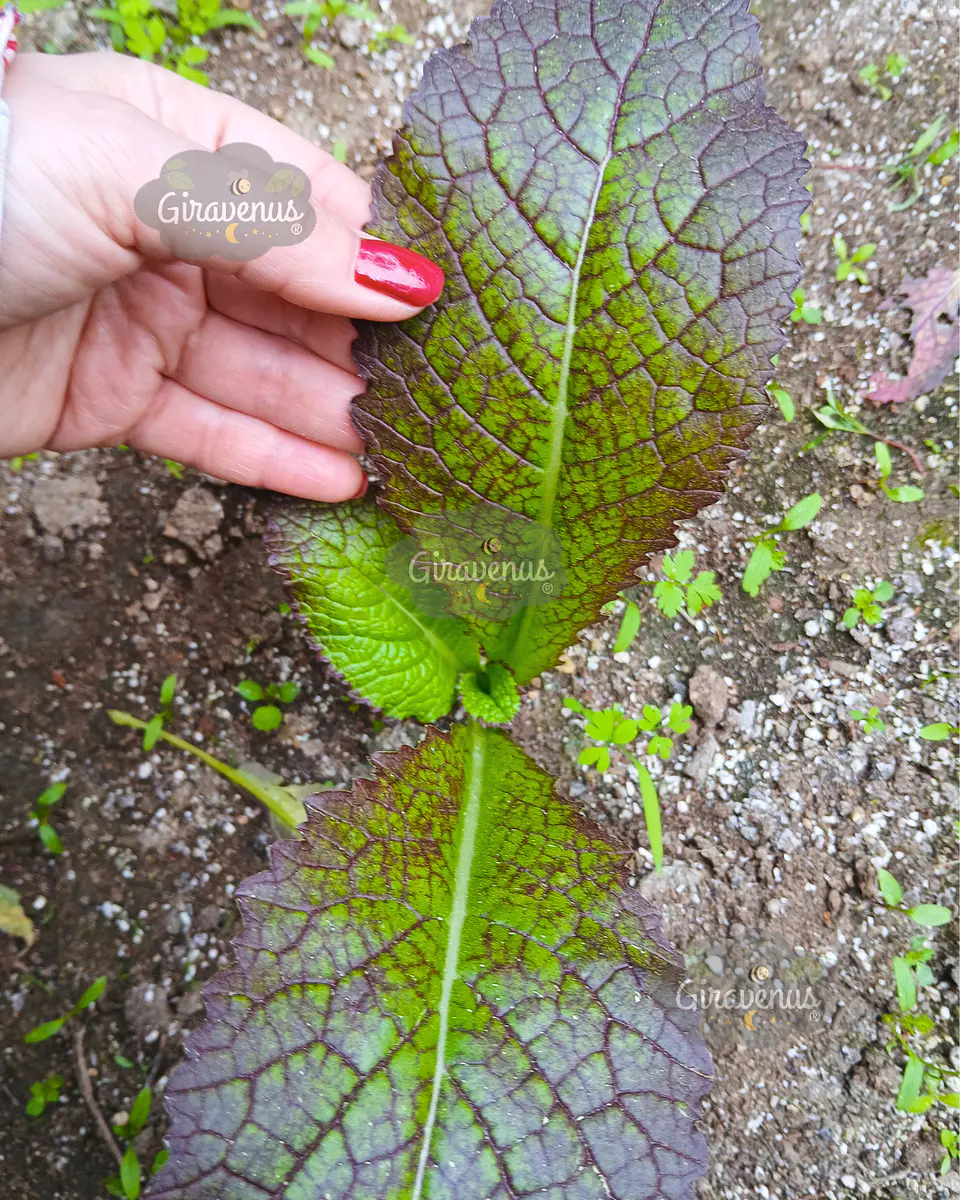 Semillas de Mostaza Japonesa Gigante - Semillas Agroecológicas 2