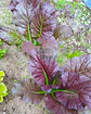 Semillas de Mostaza Japonesa Gigante - Semillas Agroecológicas - Miniatura 3