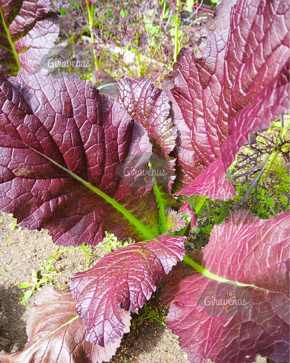 Semillas de Mostaza Japonesa Gigante - Semillas Agroecológicas 1