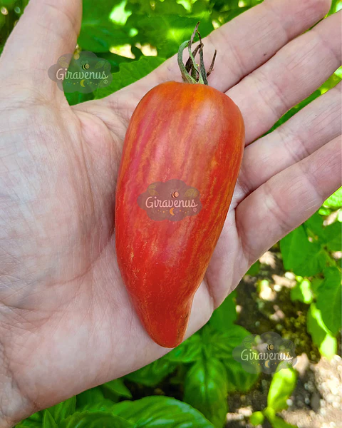 Semillas de Tomate Fuego Rosa - Semillas Agroecológicas