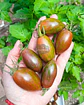 Semillas de Tomate Lucky Tiger - Semillas Agroecológicas - Miniatura 1