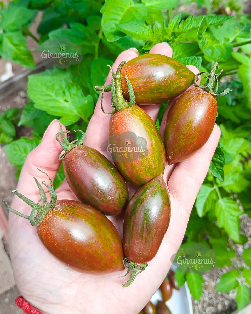 Semillas de Tomate Lucky Tiger - Semillas Agroecológicas 1