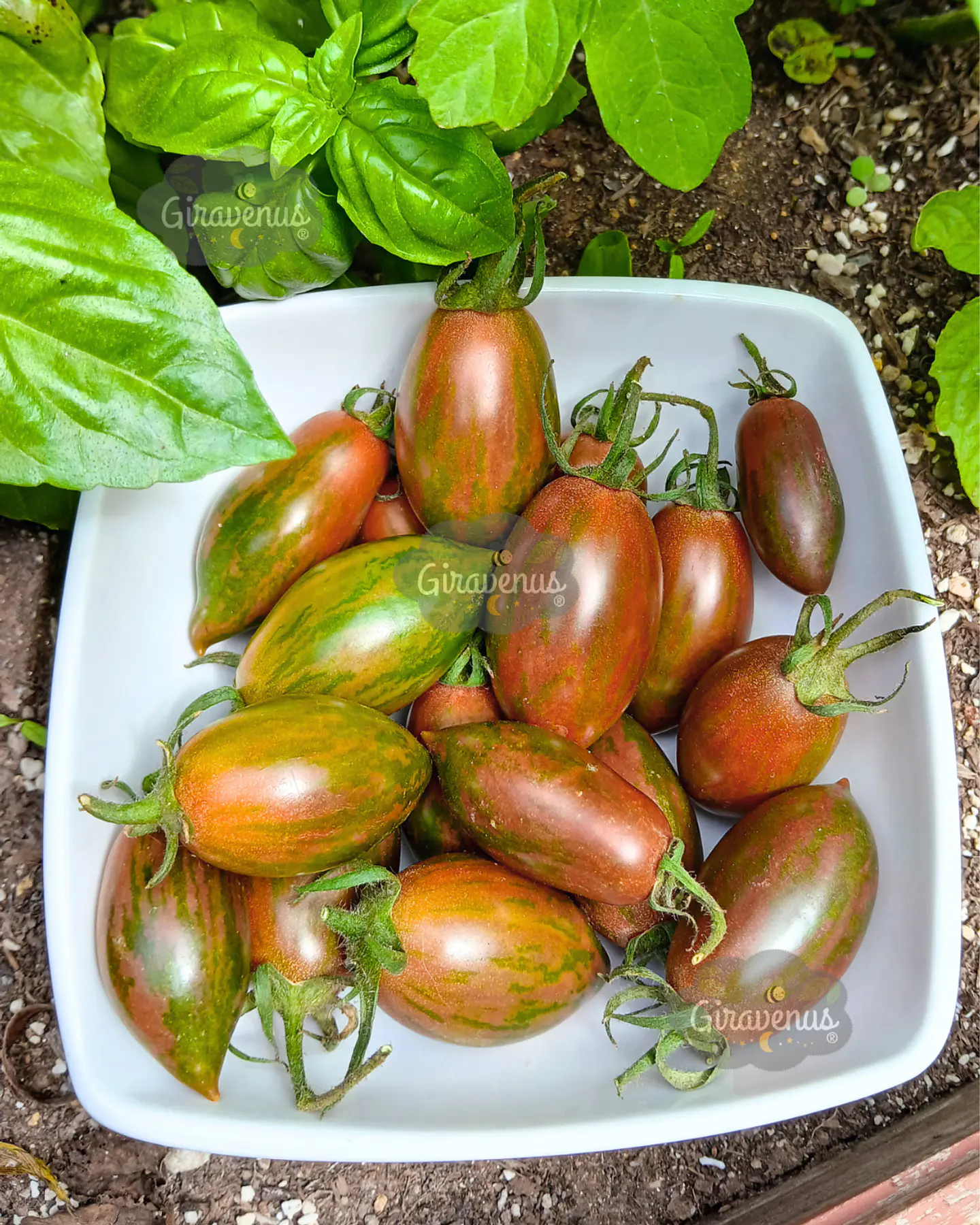 Semillas de Tomate Lucky Tiger - Semillas Agroecológicas 2