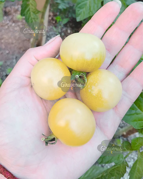 Semillas de Tomate Snow White - Semillas Agroecológicas