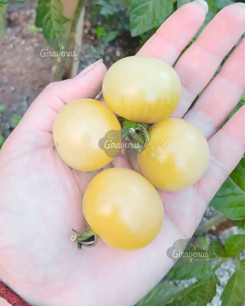 Semillas de Tomate Snow White - Semillas Agroecológicas 1