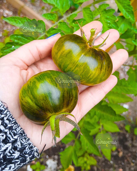 Semillas de Tomate AB Tiger Pilar - Semillas Agroecológicas