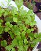 Pack de Semillas de Temporada - Semillas Agroecológicas - Miniatura 3