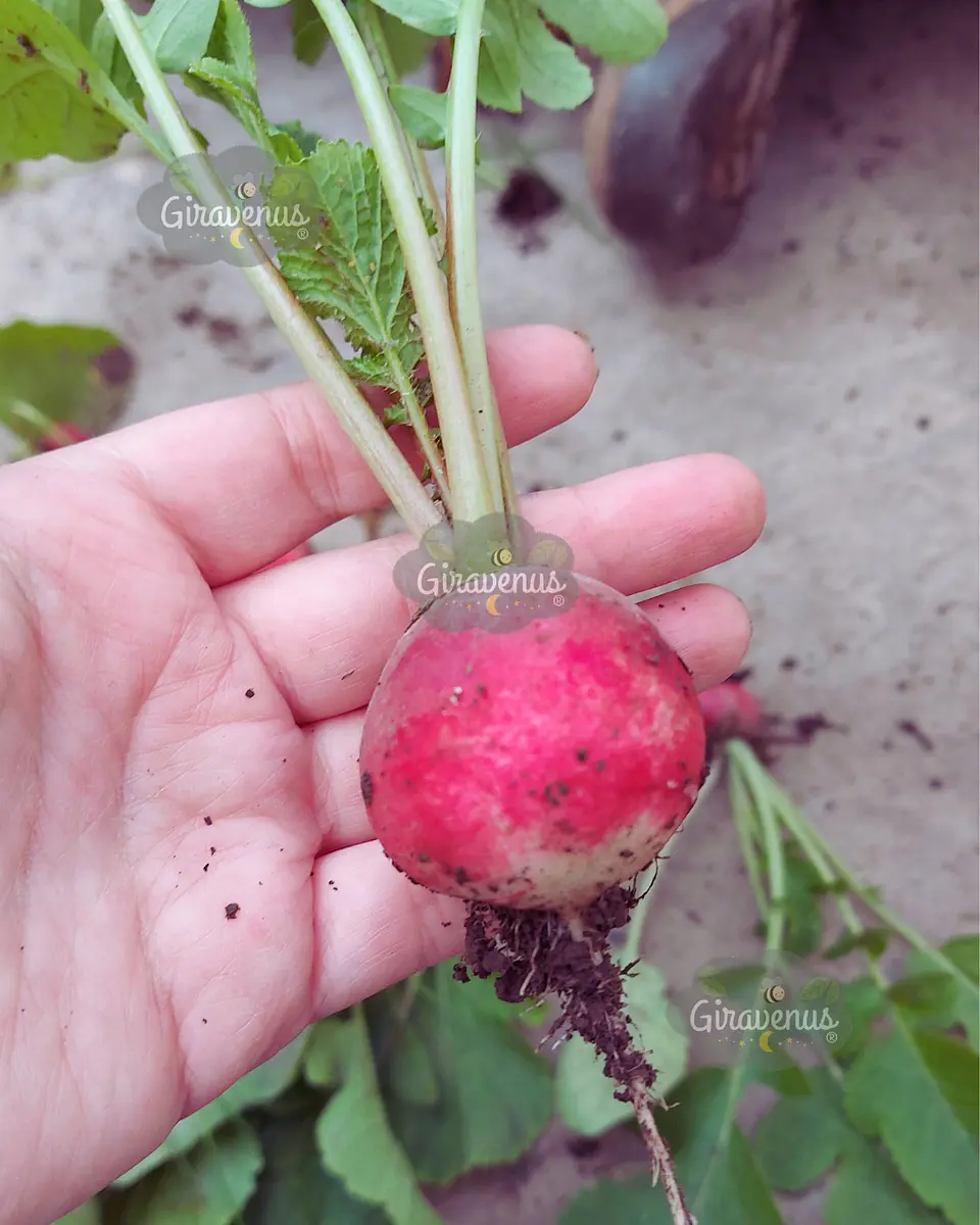 Pack de Semillas de Temporada - Semillas Agroecológicas 5