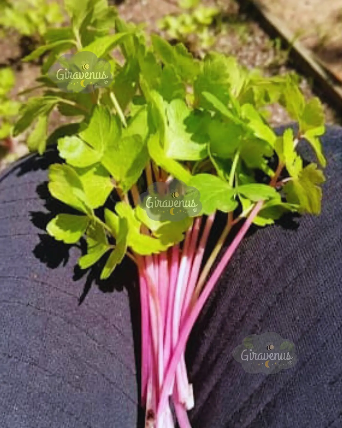 Pack de Semillas de Temporada - Semillas Agroecológicas 19