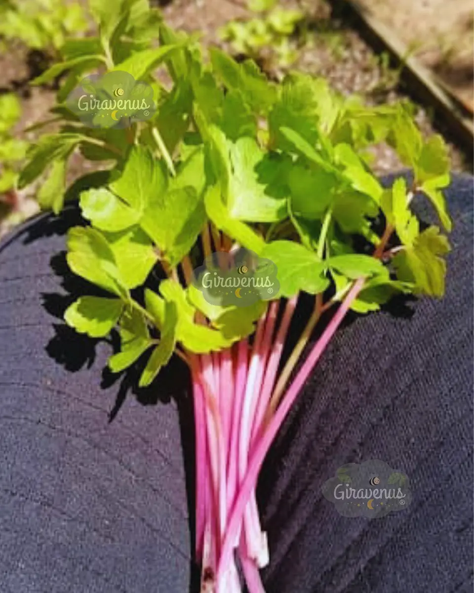 Pack de Semillas de Temporada - Semillas Agroecológicas 19