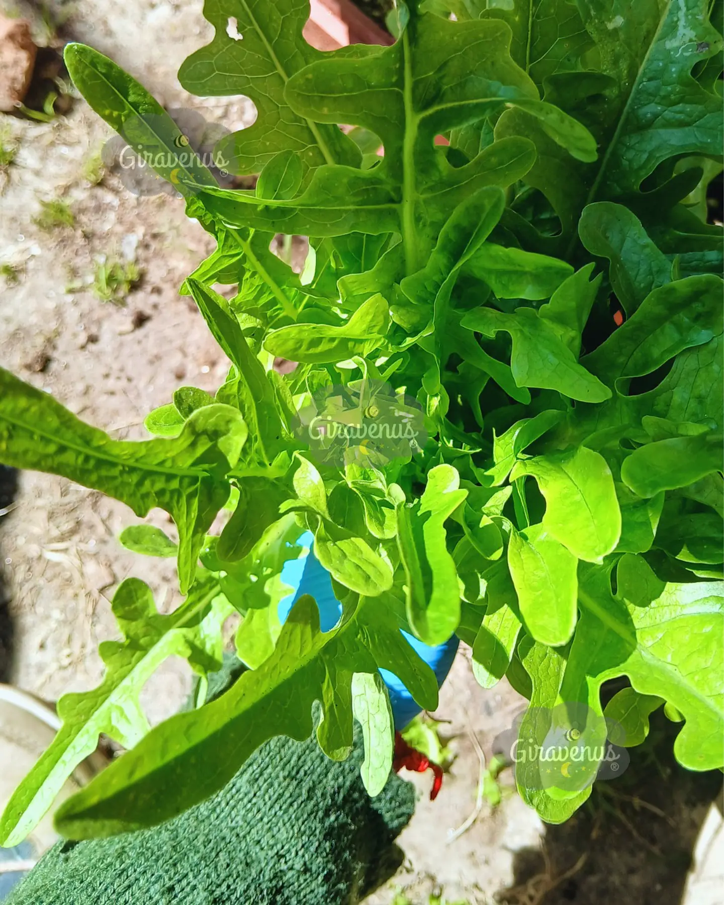 Pack de Semillas de Temporada - Semillas Agroecológicas 22