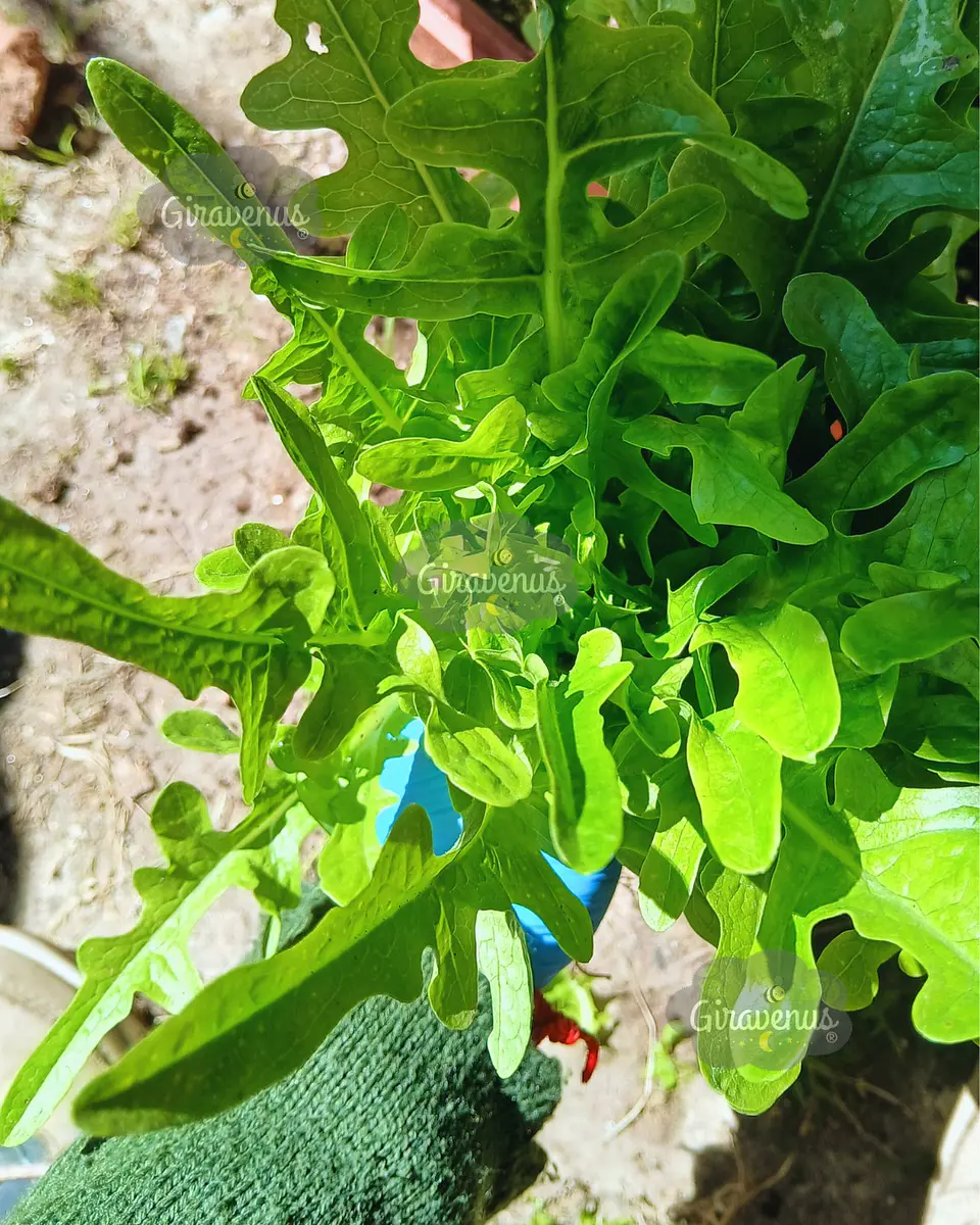 Pack de Semillas de Temporada - Semillas Agroecológicas 22