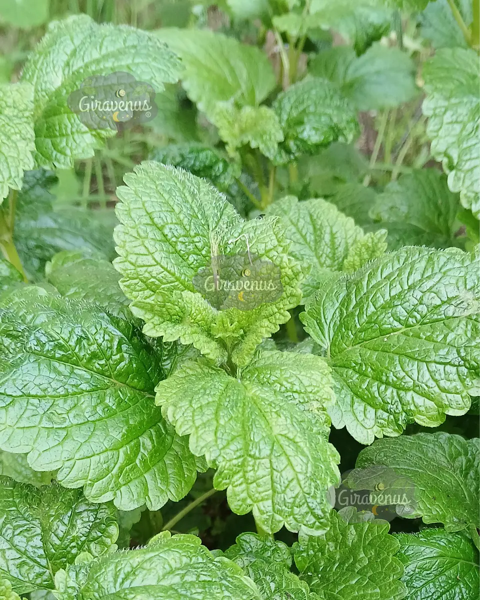 Pack de Semillas de Temporada - Semillas Agroecológicas 24