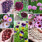 Pack de Semillas de Temporada - Semillas Agroecológicas - Miniatura 1