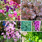 Pack de Semillas de Temporada - Semillas Agroecológicas - Miniatura 3