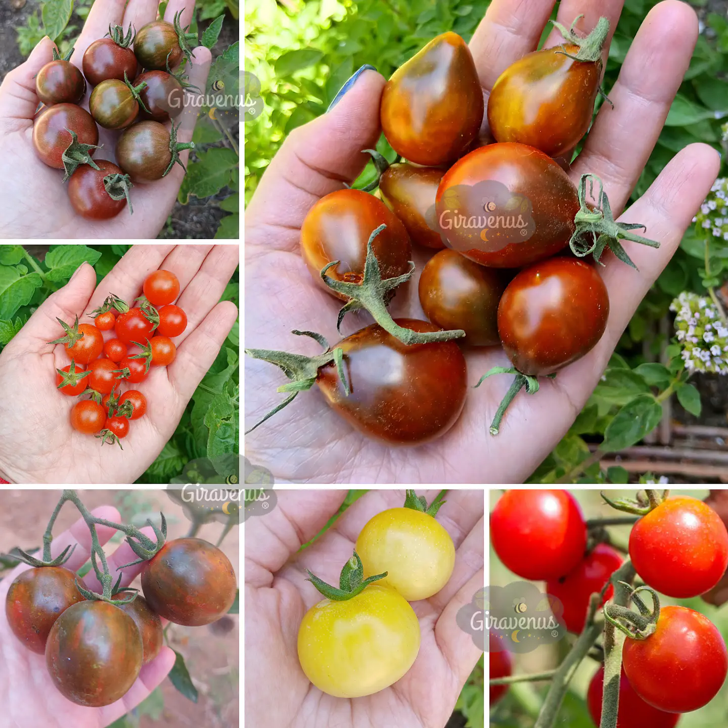 Pack Tomatitos Cherry - Semillas Agroecológicas  2