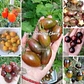Pack Tomatitos Cherry - Semillas Agroecológicas  - Miniatura 1