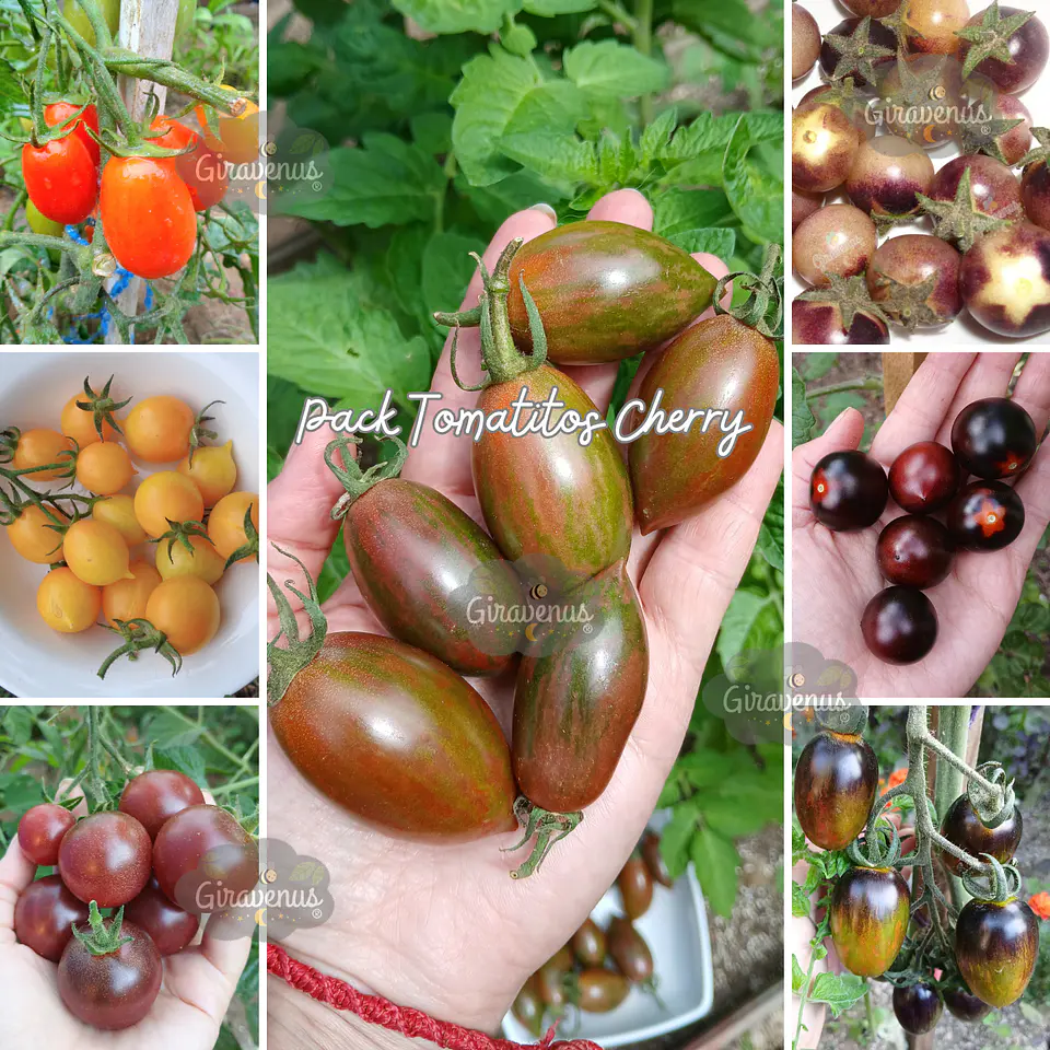 Pack Tomatitos Cherry - Semillas Agroecológicas  1