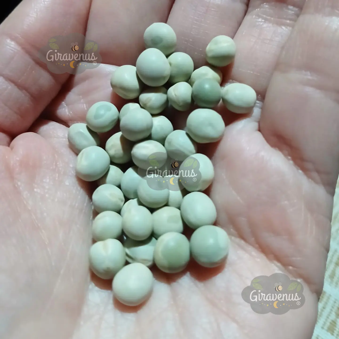 Semillas de Arveja 7 Semanas  - Semillas Agroecológicas 1