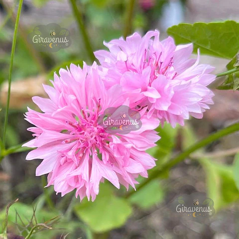 Semillas de Centaurea Rosa / Bachelor's Button Pink 