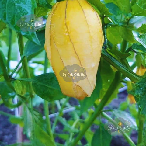 Semillas de Tomatillo Queen of Malinalco 