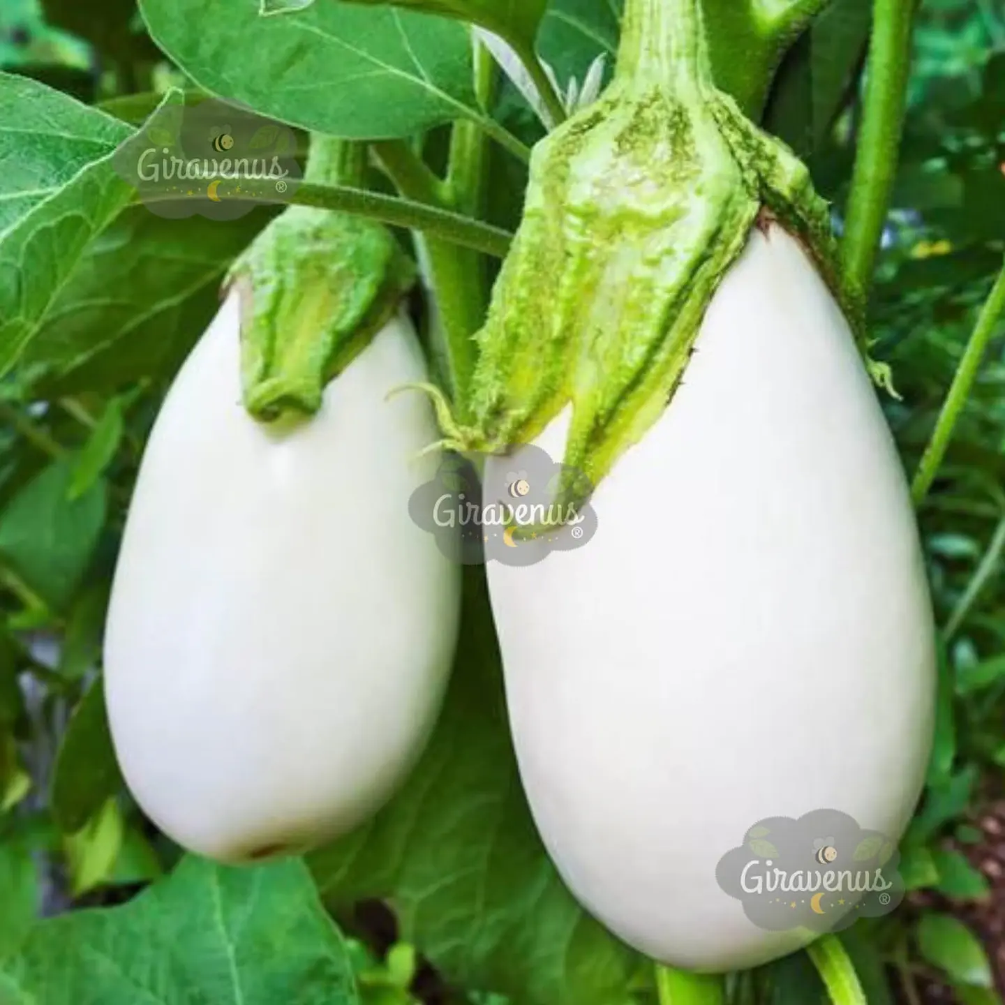 Semillas de Berenjena Blanca Ovalada  1