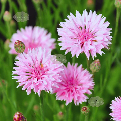 Semillas de Centaurea Rosa / Bachelor's Button Pink 