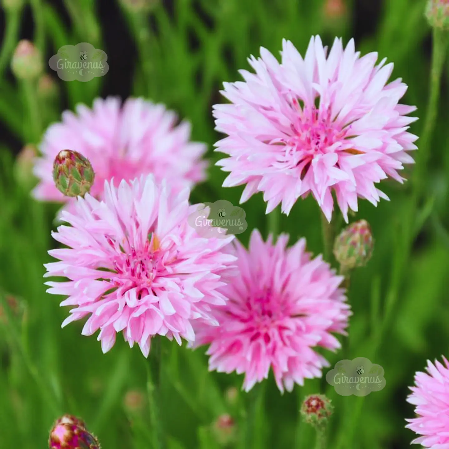 Semillas de Centaurea Rosa / Bachelor's Button Pink  1