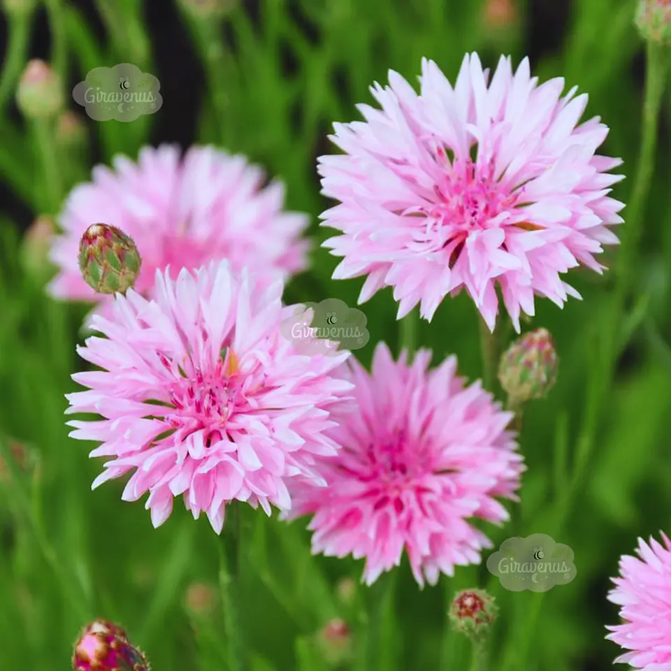 Semillas de Centaurea Rosa / Bachelor's Button Pink  1