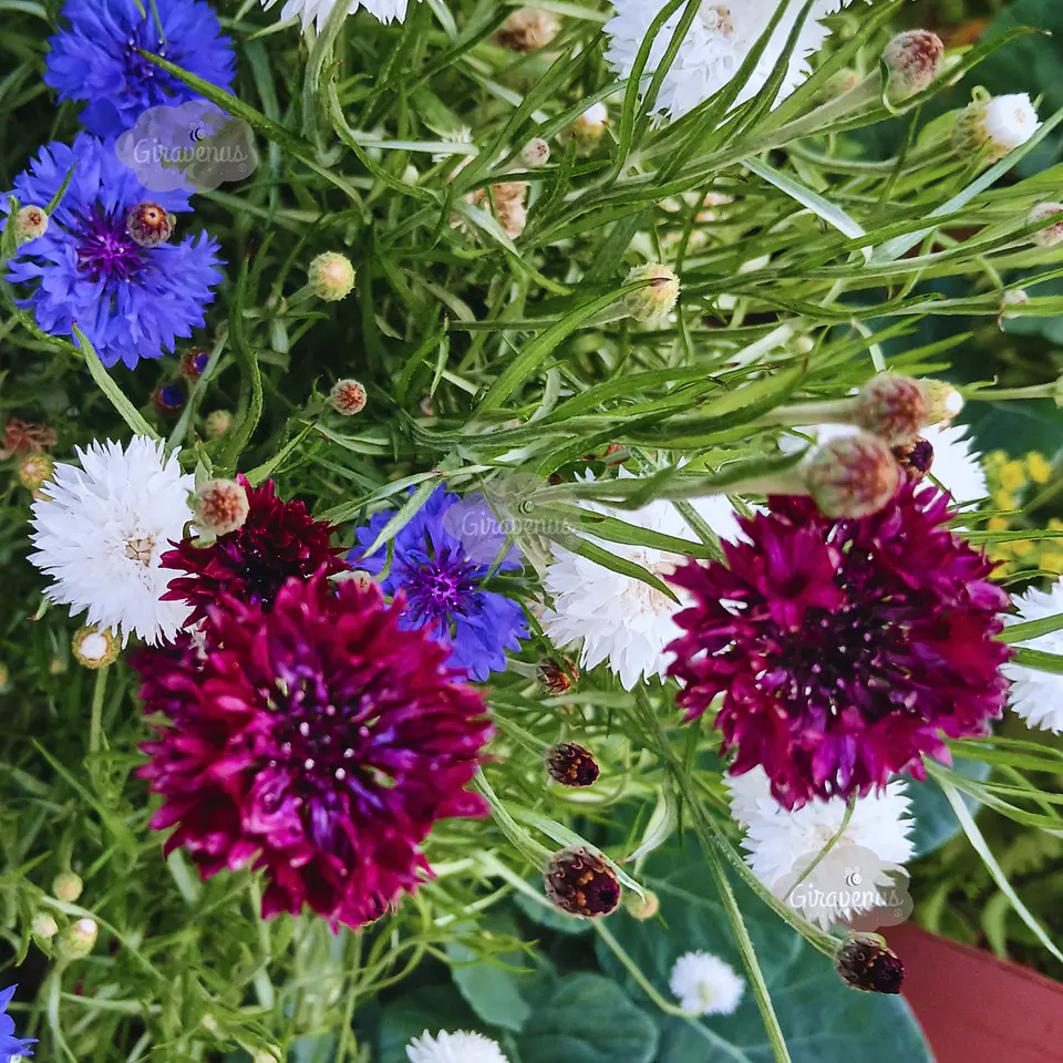 Semillas de Centaurea Mix Colores / Bachelor's Button Mix 4