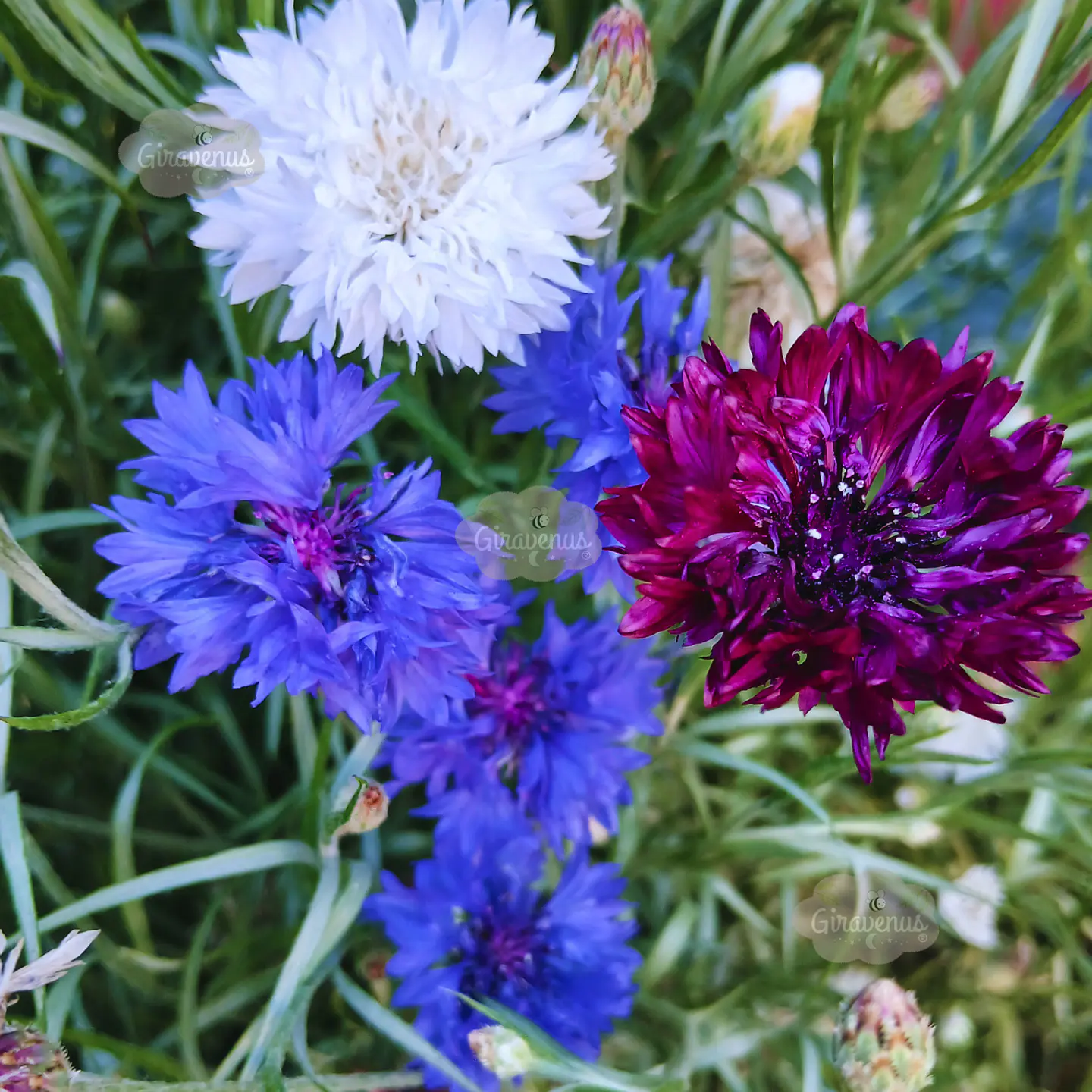 Semillas de Centaurea Mix Colores / Bachelor's Button Mix 1