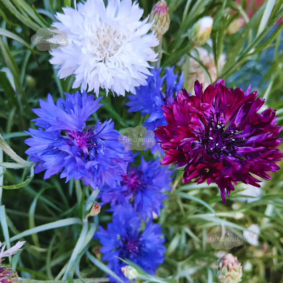 Semillas de Centaurea Mix Colores / Bachelor's Button Mix 1