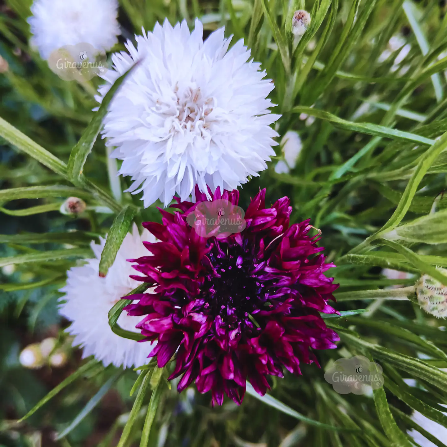 Semillas de Centaurea Mix Colores / Bachelor's Button Mix 3