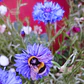 Semillas de Centaurea Mix Colores / Bachelor's Button Mix - Miniatura 2