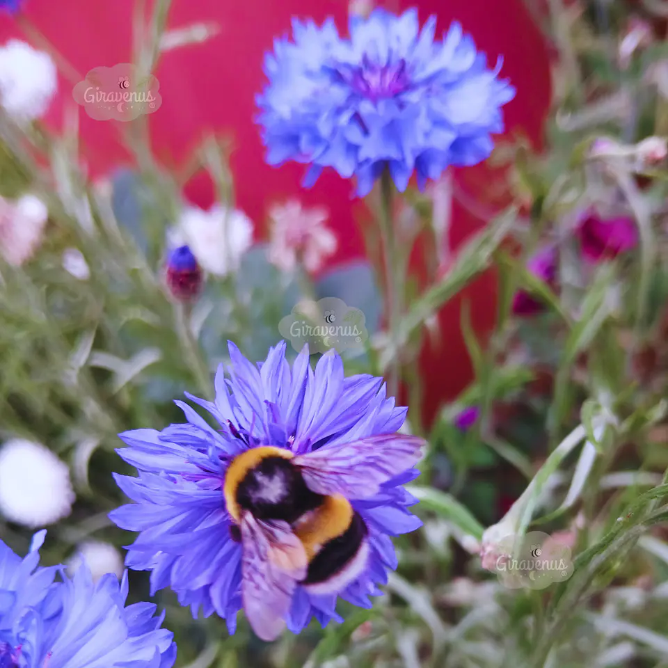 Semillas de Centaurea Mix Colores / Bachelor's Button Mix 2