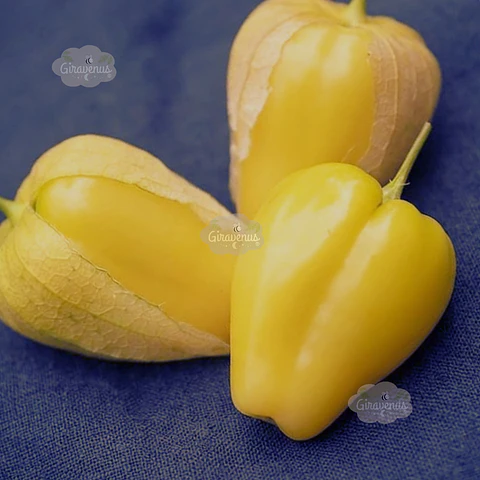 Semillas de Tomatillo Queen of Malinalco 