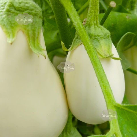 Semillas de Berenjena Blanca Ovalada 