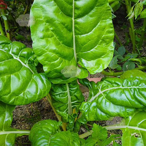 Semillas de Acelga Verde Tallo Blanco 