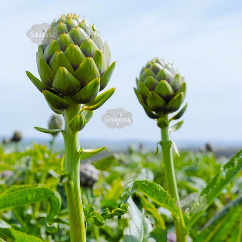 Semillas de Alcachofa Green Globe