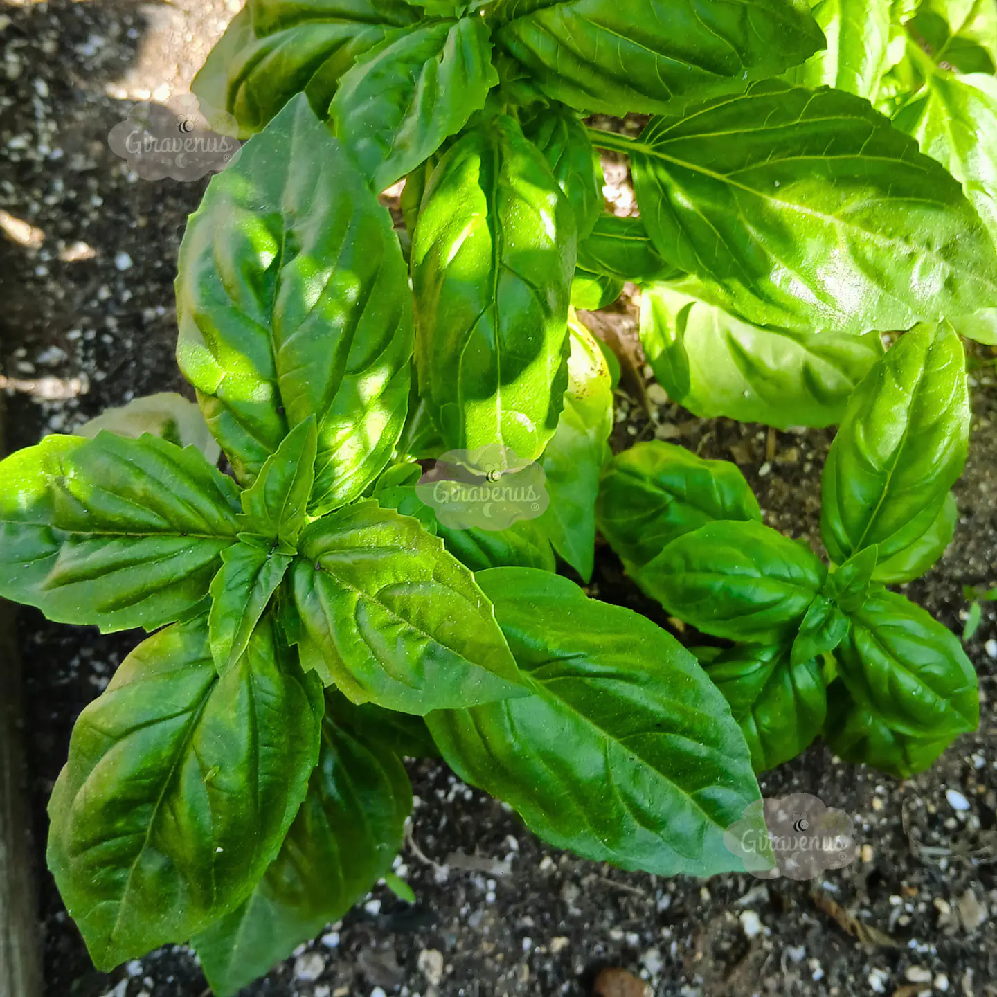 Semillas de Albahaca Verde Hoja Ancha  1